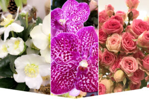 fleurs blanc violet et rose